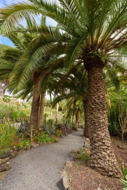 Tropik bir vadide kayalık bir patikayı çevreleyen tropik palmiye ağaçları