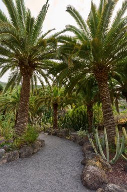 Tropik bir vadide kayalık bir patikayı çevreleyen palmiye ağaçları