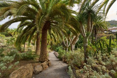 Tropik bir vadide kayalık bir patikayı çevreleyen palmiye ağaçları kümesi.