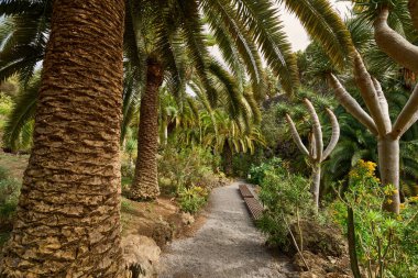 Tropik bir vadide kayalık bir patikayı çevreleyen palmiye ağaçları