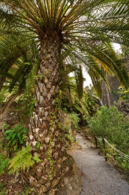 Tropik bir vadide kayalık bir patikayı çevreleyen tropik palmiye ağaçları