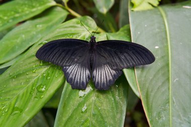 Büyük Mormon kelebeği (Papilio memnon) dişi formu ıslak bir tropikal yaprağın üzerinde açık kanatları ile dinleniyor.