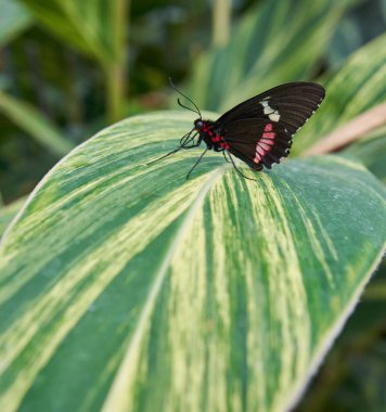 Pembe Sığır Yüreği Kelebeği (Parides iphidamas) büyük bir tropikal yaprağın üzerinde dinleniyor