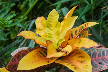 Parlak renkli yaprakları tropikal bir ortamda olan Croton Bahçesi (Codiaeum variegatum)