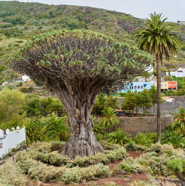 Icod de los Vinos, Tenerife 'deki antik ve devasa Drago Milenario (Dracaena draco) ağacı 