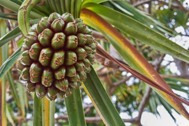 Icod de Los Vinos, Tenerife 'de uzun yapraklı vida çamı (Pandanus utilis) meyvesine yakın çekim