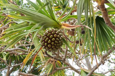 Icod de Los Vinos, Tenerife 'de uzun yapraklı vida çamı (Pandanus utilis) meyvesine yakın çekim