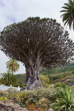 Icod de los Vinos, Tenerife 'deki antik ve devasa Drago Milenario (Dracaena draco) ağacı 