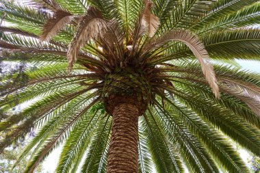 Tenerife 'de yeşil yaprakları parlayan yüksek bir palmiye ağacının yukarıdan görünüşü
