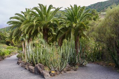 Kaktüs ve palmiye ağaçları tropikal bir bahçede kuru bir volkanik patika boyunca büyüyorlar.