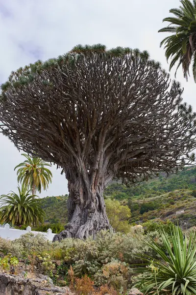Icod de los Vinos, Tenerife 'deki antik ve devasa Drago Milenario (Dracaena draco) ağacı 