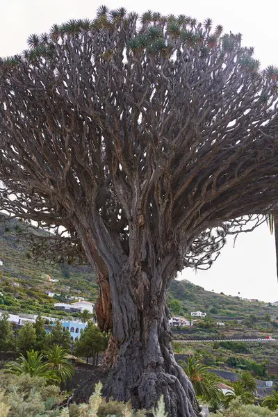 Icod de los Vinos, Tenerife 'deki antik ve devasa Drago Milenario (Dracaena draco) ağacı 