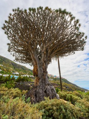 Icod de los Vinos, Tenerife 'deki antik ve devasa Drago Milenario (Dracaena draco) ağacı