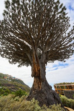 Icod de los Vinos, Tenerife 'deki antik ve devasa Drago Milenario (Dracaena draco) ağacı