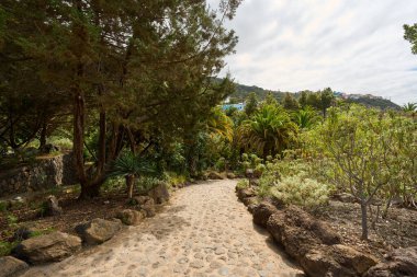 Tenerife 'deki yemyeşil botanik bahçesinde, tropikal bitkilerle çevrili patika.