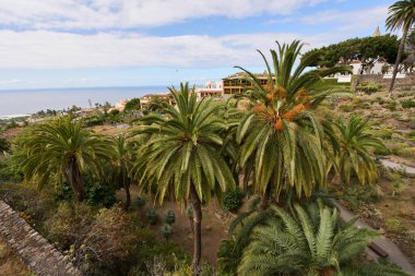 Okyanusa bakan palmiye ağaçları ve Tenerife adasındaki Icod de los Vinos kasabası