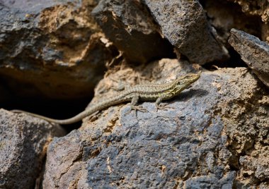 Tenerife 'deki güneş ışığı altındaki kayanın üzerinde dörtnala giden kertenkeleye yakın çekim