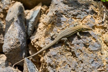 Gallotia galloti kertenkelesi Tenerife 'deki güneşli volkanik kayaların üzerinde güneşleniyor.