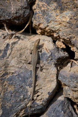 Gallotia galloti kertenkelesi Tenerife 'deki güneşli volkanik kayaların üzerinde güneşleniyor.