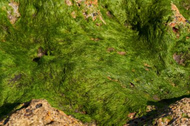Playa del Medano kıyı şeridi yakınlarındaki volkanik kayalarda büyüyen nemli yeşil algler.