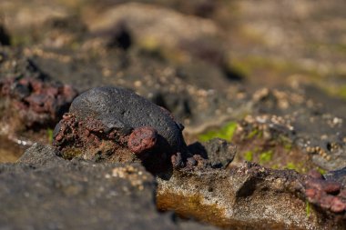 Playa del Medano kıyı şeridinde aşınmış volkanik kaya oluşumlarının yakın çekimi