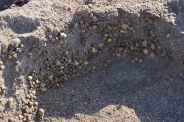 Küçük deniz salyangozları kayalık bir gelgit havuzunda kümelenir. 