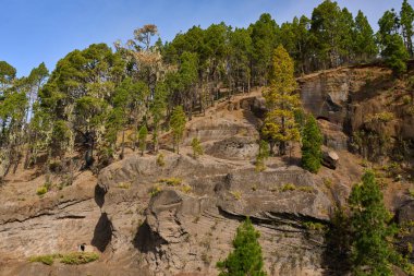 Volkanik kayalık yüzeyi katmanlı erozyon ve Tenerife 'nin tepesindeki yamaçta dağınık Kanarya çam ağaçları.