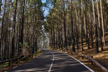 Tenerife 'de Kanarya' nın sık çam ormanlarından geçen ahşap korkuluklu dolambaçlı bir yol.