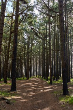 Sabah ışığı, Corona Ormanı 'ndaki sisli Kanarya çam ormanlarından süzülüyor.