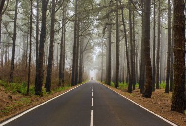 Corona Ormanı 'nda uzun Kanarya çamlarıyla kaplı bir orman yolunda yoğun sabah sisinin içinden otobüs çıkıyor.