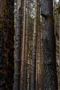 Corona Ormanı 'ndaki volkanik orman zeminindeki yanmış Kanarya çam ağaçlarının gündüz görüntüsü.