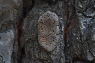 Corona Ormanı 'nda çıkan yangından sonra yanmış Kanarya çam ağacı kabuğunun ayrıntılı yanık dokusunu gösteriyor.