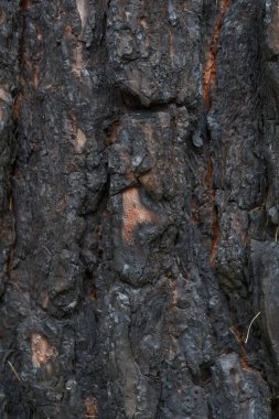 Corona Ormanı 'nda çıkan yangından sonra yanmış Kanarya çam ağacı kabuğunun ayrıntılı yanık dokusunu gösteriyor.