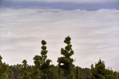 Kanarya çam ağaçları Corona Ormanı, Tenerife 'de yoğun bir bulut tepesinde yükseliyor.