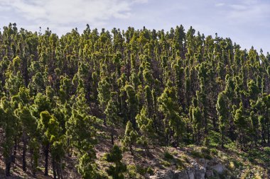 Tenerife 'deki kuru bir volkanik yamaçta, parlak gün ışığında Kanarya çam ağaçları ile kaplı yoğun yamaçlar.