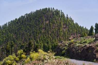 Tenerife 'deki kuru bir volkanik yamaçta, parlak gün ışığında Kanarya çam ağaçları ile kaplı yoğun yamaçlar.
