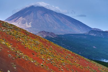 Çam ormanının üzerinde yükselen Pico del Teide ve çalılarla kaplı kırmızı volkanik yamaç ve sarı çiçekler
