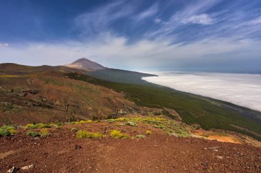 Pico del Teide ve Roque de la Grieta 'nın engin manzarası altında çam ormanı ve mavi gökyüzünün altında bulutlardan oluşan deniz.