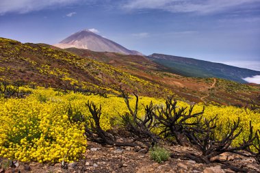 Volkanik yamaçtaki parlak sarı çiçeklerle çevrili yanmış çalılık Pico del Teide ve uzak mesafedeki bulutların tersi.