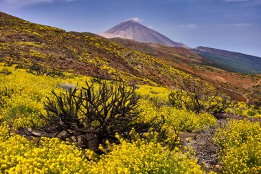 Volkanik yamaçtaki parlak sarı çiçeklerle çevrili yanmış çalılık Pico del Teide ve uzak mesafedeki bulutların tersi.