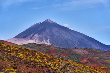 Sarı bahar çiçekleriyle kaplı renkli volkanik yamaçlar. Piko del Teide açık mavi gökyüzünün altında yükseliyor.