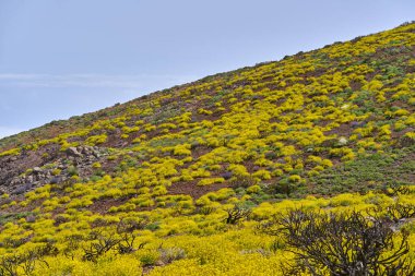 Çiçek açan sarı çalılarla kaplı renkli yamaçlar ve berrak bir gökyüzünün altında dağılmış volkanik kayalar.