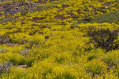 Yapışkan süpürge (Adenocarpus viscosus) volkanik yamacı kaplayan yoğun sarı çiçek ve kayalık araziye dağılmış kömürleşmiş çalılar.