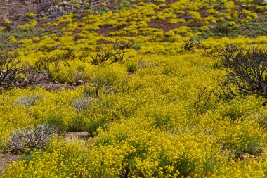 Yapışkan süpürge (Adenocarpus viscosus) volkanik yamacı kaplayan yoğun sarı çiçek ve kayalık araziye dağılmış kömürleşmiş çalılar.