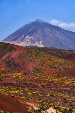 Pico del Teide stratovolcano kuru volkanik arazi ve açık bir gökyüzü altında sarı çiçekli bitkiler