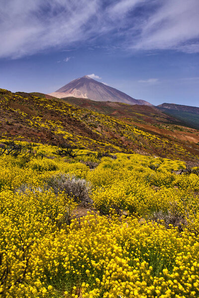 Vibrant yellow spring bloom on the volcanic slopes with Pico del Teide in the background and sea of clouds on the horizon
