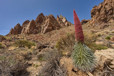Gökyüzünün altındaki Roques de Garcia 'nın sivri volkanik oluşumlarının önünde çiçek açan tajinaste (Echium wildpretii)