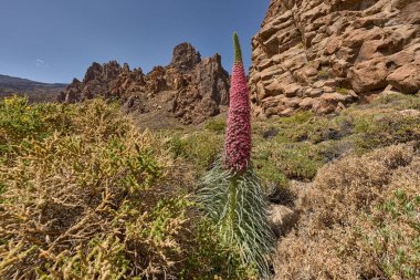 Gökyüzünün altındaki Roques de Garcia 'nın sivri volkanik oluşumlarının önünde çiçek açan tajinaste (Echium wildpretii)