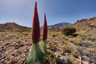 Tenerifes 'teki Teide Dağı' nın önünde açan iki çiçek (Echium wildpretii) kurak volkanik arazi 