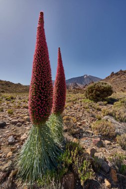 Tenerifes 'teki Teide Dağı' nın önünde açan iki çiçek (Echium wildpretii) kurak volkanik arazi 
